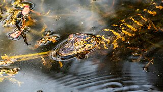 Baby Alligators Are Too Cute