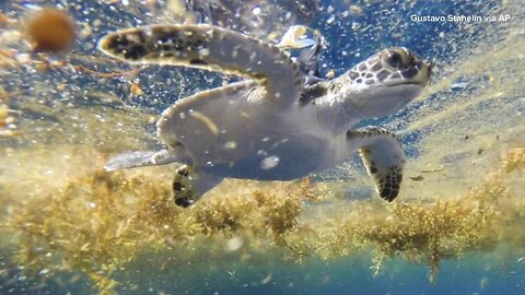 Scientists solve the mystery of sea turtles' 'lost years'