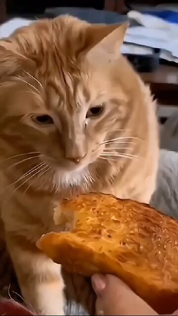 Most Funniest Cat and Pets Video on Rumble