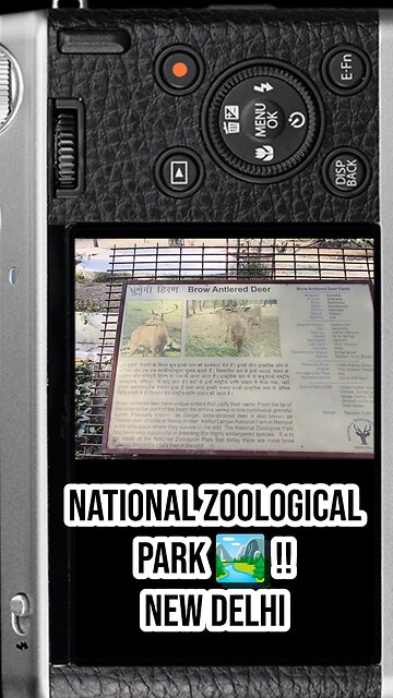 🦌 Brow-Antlered Deer — “Dancing Deer” #BrowAntleredDeer #WildlifeIndia