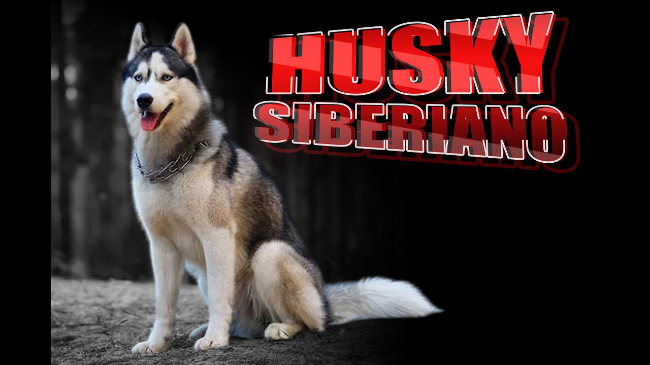 Descubre al Husky Siberiano: Un Perro Con Espíritu Salvaje y Amistoso