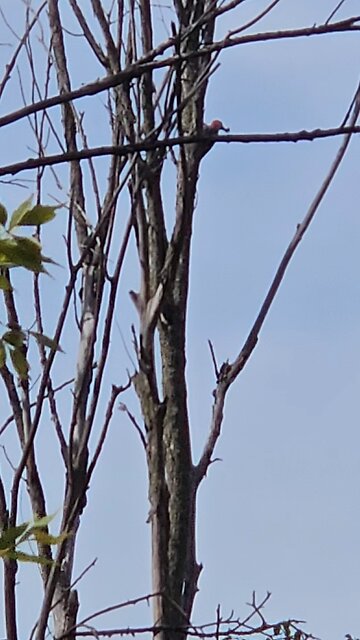 Red Headed Woodpecker