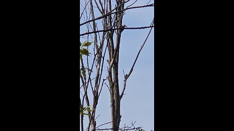 Red Headed Woodpecker