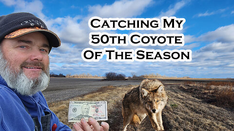 MY TRAPLINE CATCHES and STRATEGY: New Milestone! 50 Coyotes and 6 Bobcats | S5 Ep 14