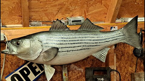 How to Mount a Rockfish/Striper A-Z