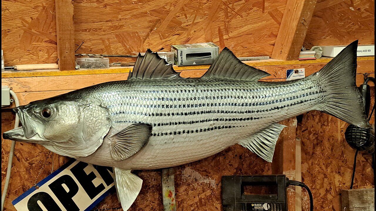 How to Mount a Rockfish/Striper A-Z