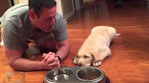 11-week-old Lab Puppy Praying w/Daddy Before Dinner PSN Experiment