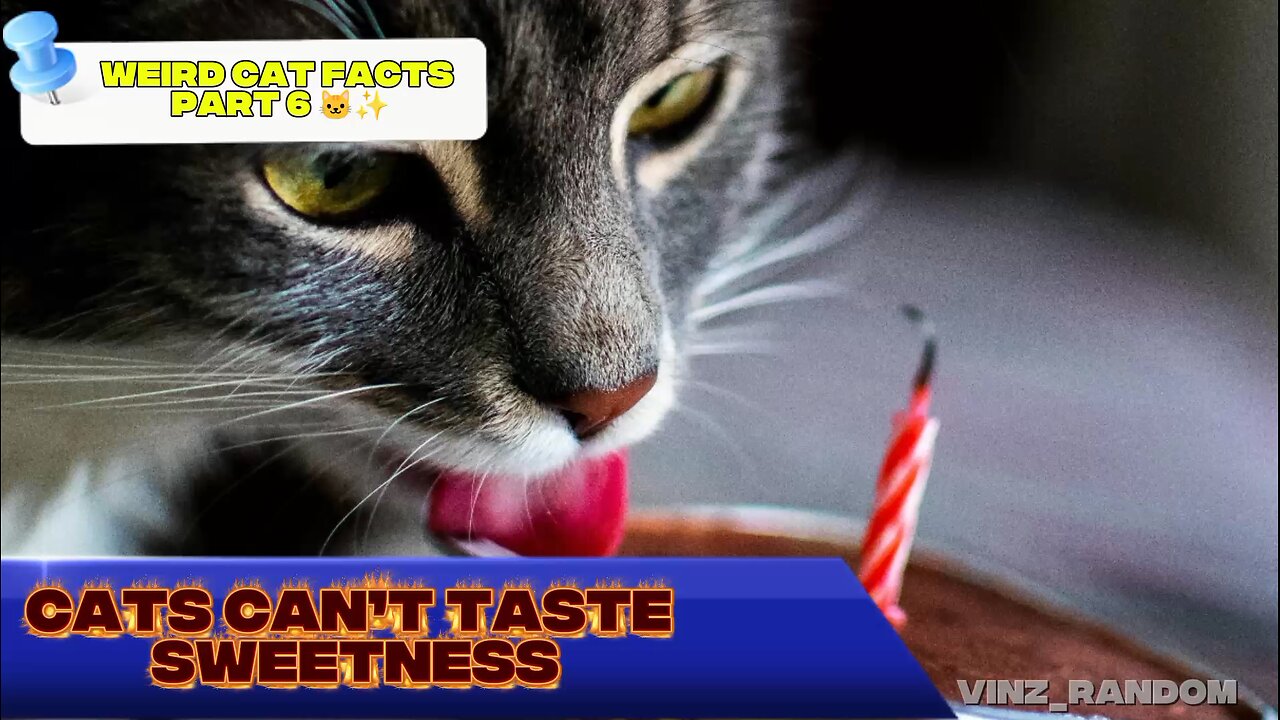 Weird Cat Facts Part 6 🐱✨ | Cats Can’t Taste Sweetness