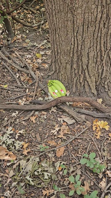 An Unexpected Bunch of Bananas