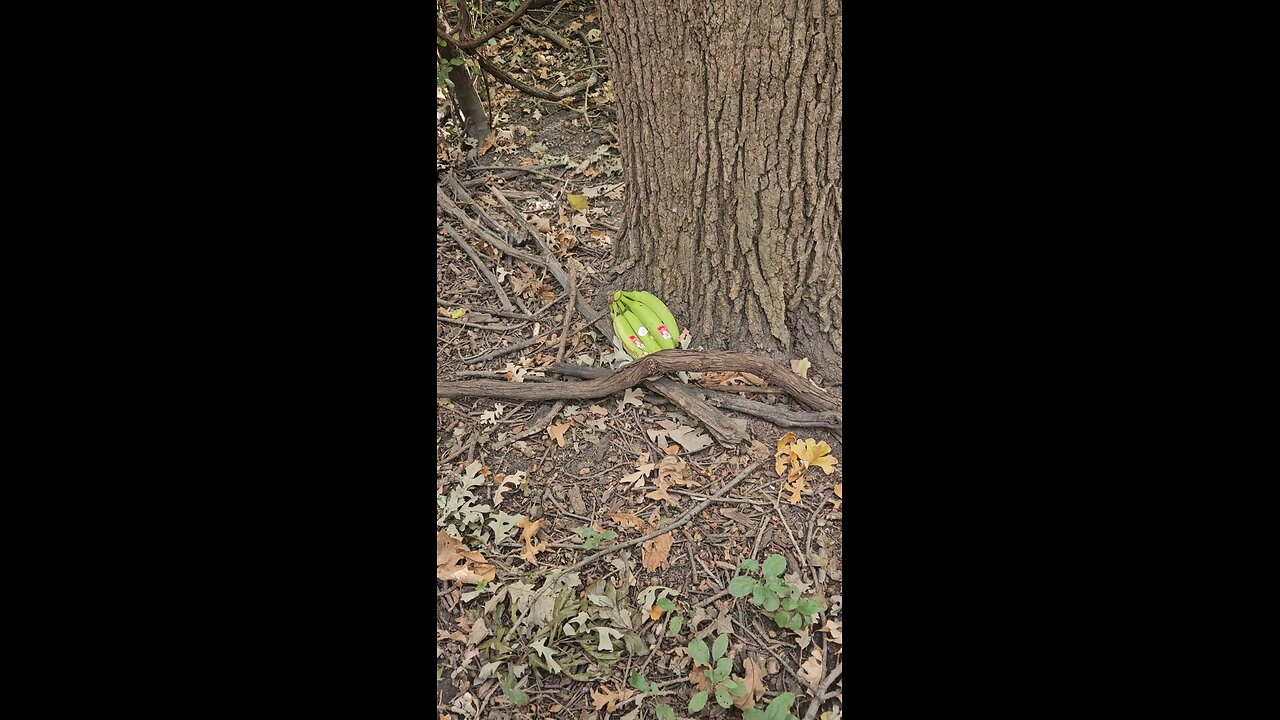 An Unexpected Bunch of Bananas