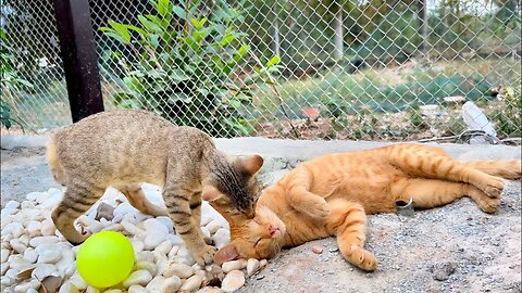 Sweet Miracle and Simbar are both in good friendships Now!! They sleep and play with each other!