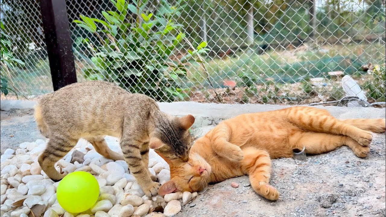 Sweet Miracle and Simbar are both in good friendships Now!! They sleep and play with each other!