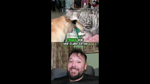 Gatitos dominando a perritos 🤣😅