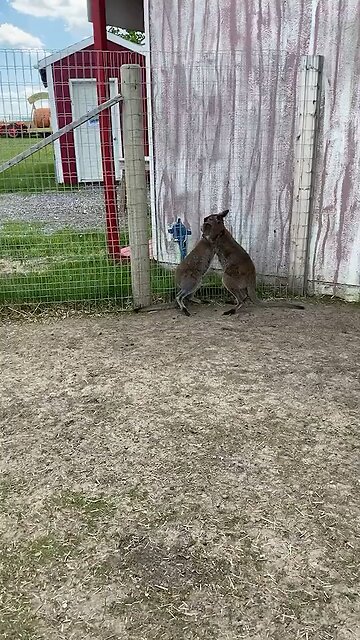 Kangaroo playing