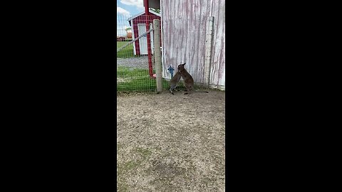 Kangaroo playing