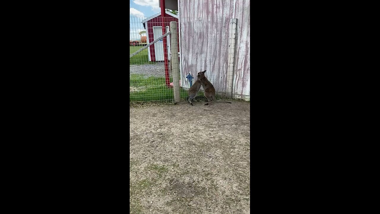 Kangaroo playing