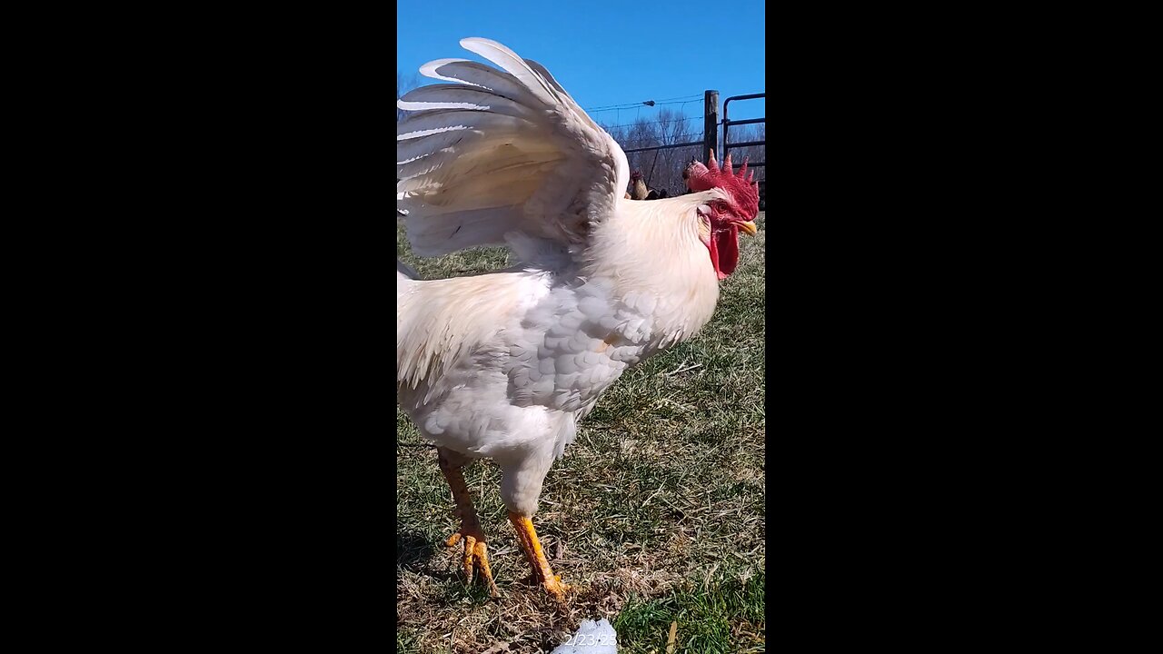 Attention hog! 🤣