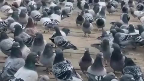 "Pigeons in Flight: A Dance Across the Sky"