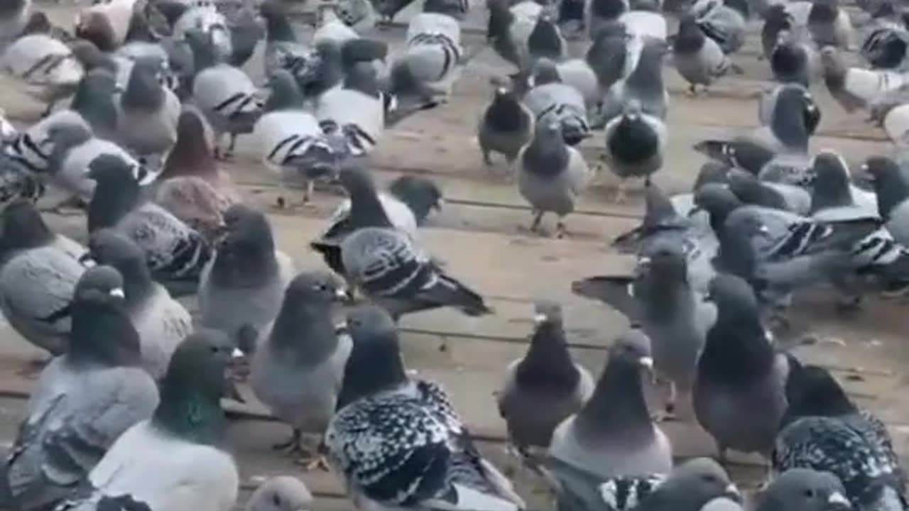 "Pigeons in Flight: A Dance Across the Sky"
