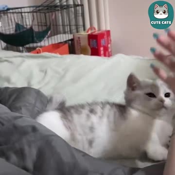 "The Cutest Cat Video You’ll See Today!"