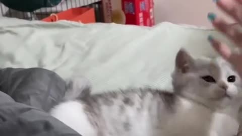 "The Cutest Cat Video You’ll See Today!"