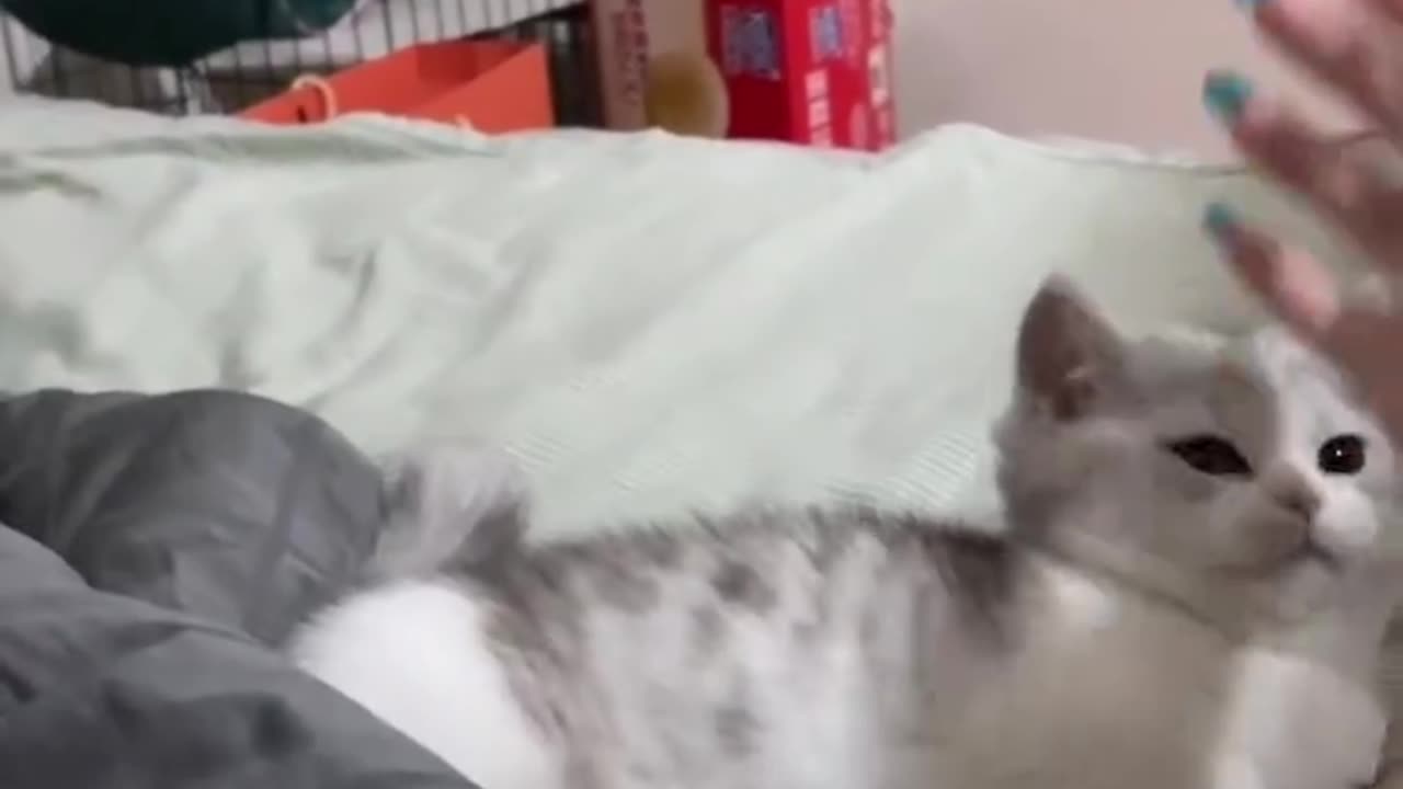 "The Cutest Cat Video You’ll See Today!"