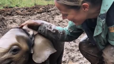 A rescue mission to save a baby elephant stuck in the mud!