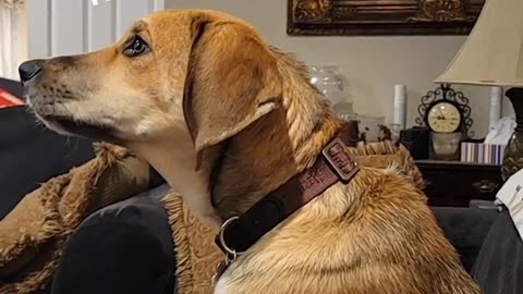 Archie watching himself on TV