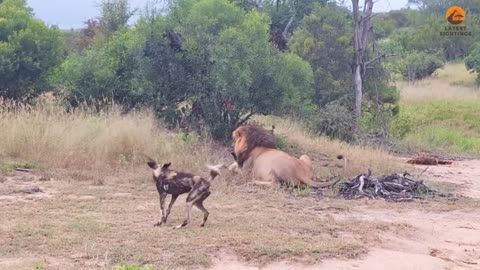 Wdogs wants to save his family from a lion