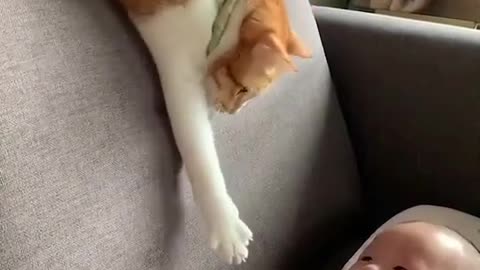 Playful cat