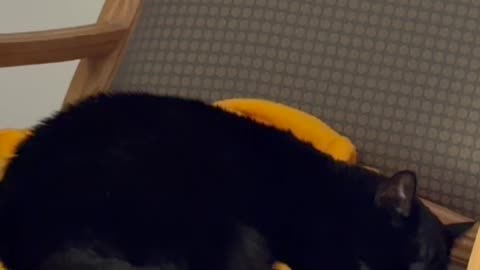 Cute Precious Piper Demonstrates How Down a Coat - My Adopted Shelter Cat Vlog #shorts