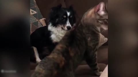 📹 The Best Cat Videos Ever! 🐱