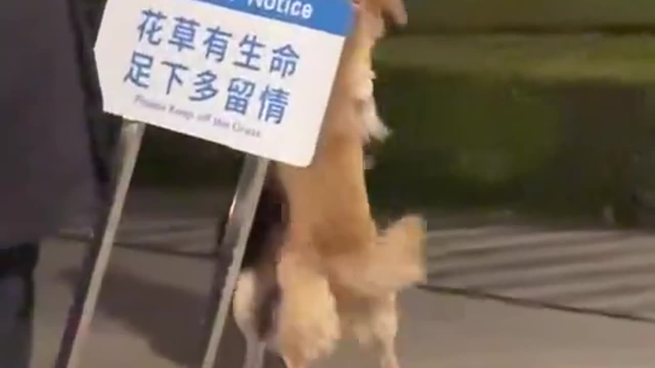 Are they hugging or wrestling? 🐶