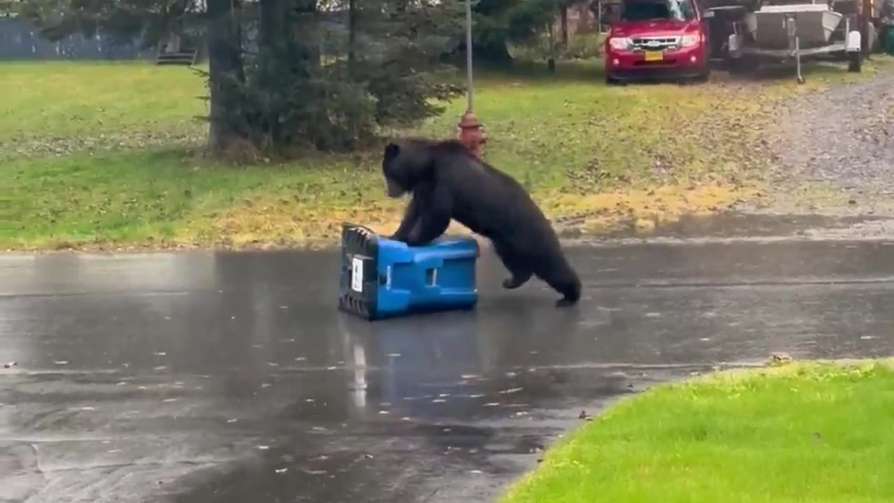 A bear took its frustration🤣 out on a bear-proof trash can outside a home in Alaska by bashing the container !