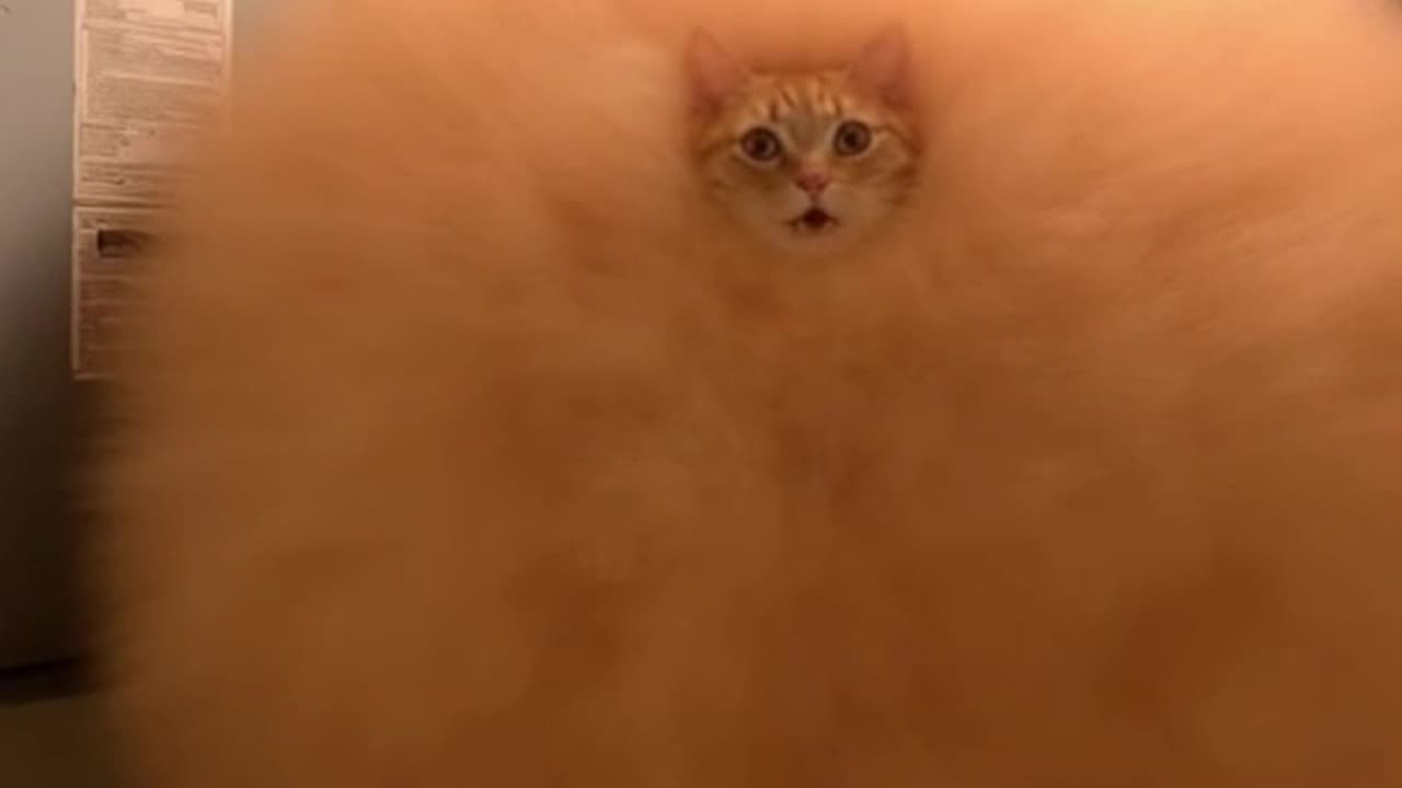 He tried to play electrician, but it backfired.