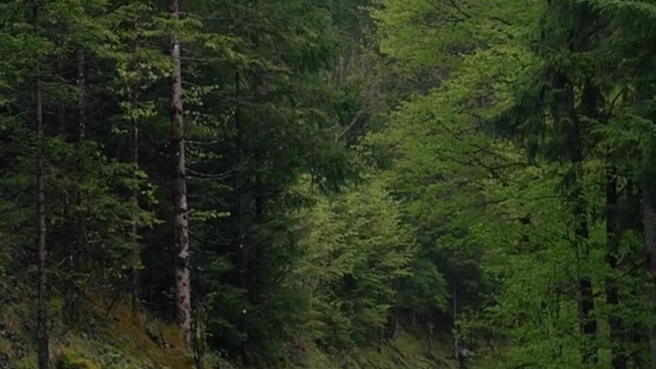 "Foggy Forest Walk: Peaceful Nature Vibes You Need Today 🌲🌫️"