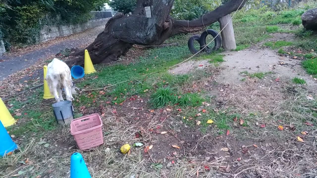 11月最後の日ですが山羊さんに出会いました