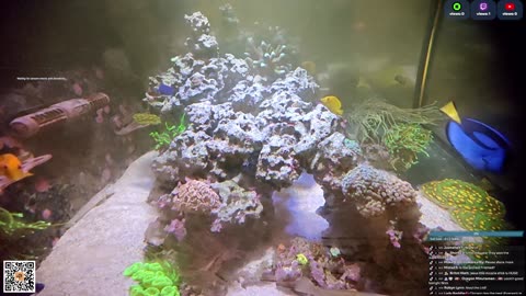 24/7 Real Live Reef Stream