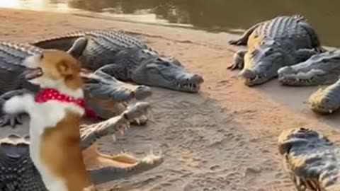 A veces hay que humillarse para safar...