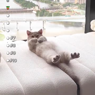 Trending Funny Sleeping Cat Videos 🤭😂😂