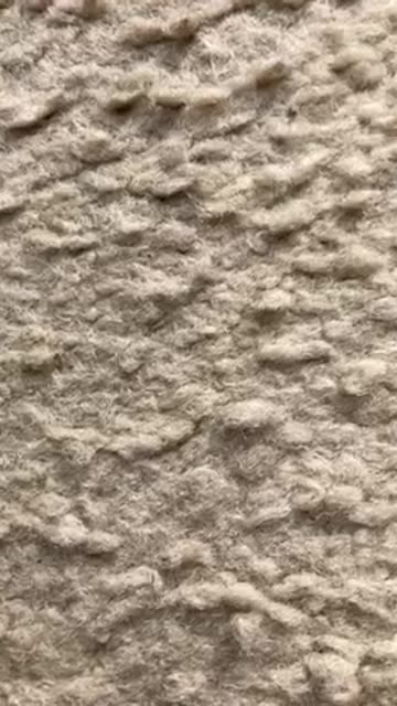 Shirley’s Discovery