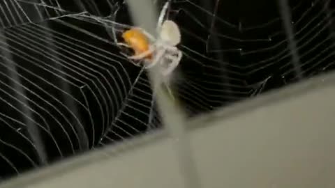 Dude throws a half dead June Bug into a spider's web