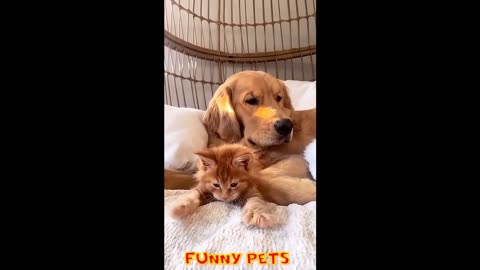 Funny pets.