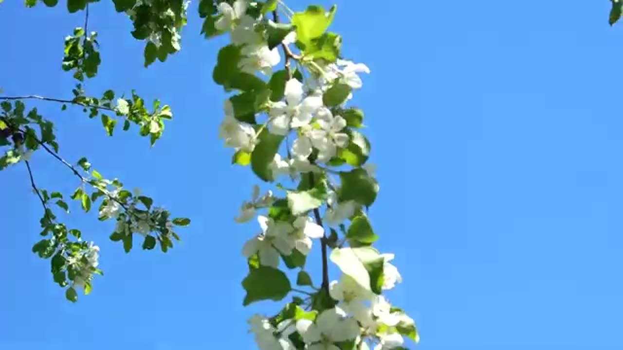 White petal flowering tree