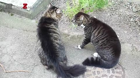 Funny Cats Arguing - Cats Talking To Each Other Compilation || NEW HD