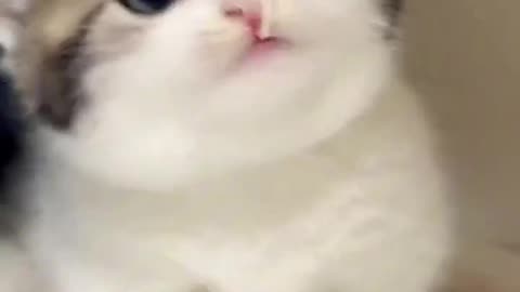 Sweet and Fluffy: This Kitty Will Make Your Day 🐾🌸