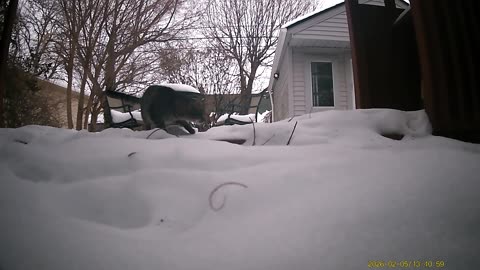 Wildlife Filmed By Haza PR800 Wild Camera, Levagood Area, Dearborn, MI, Jan 29 to Feb 5, 2026