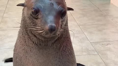 Cute Sea Lion Comes When Called