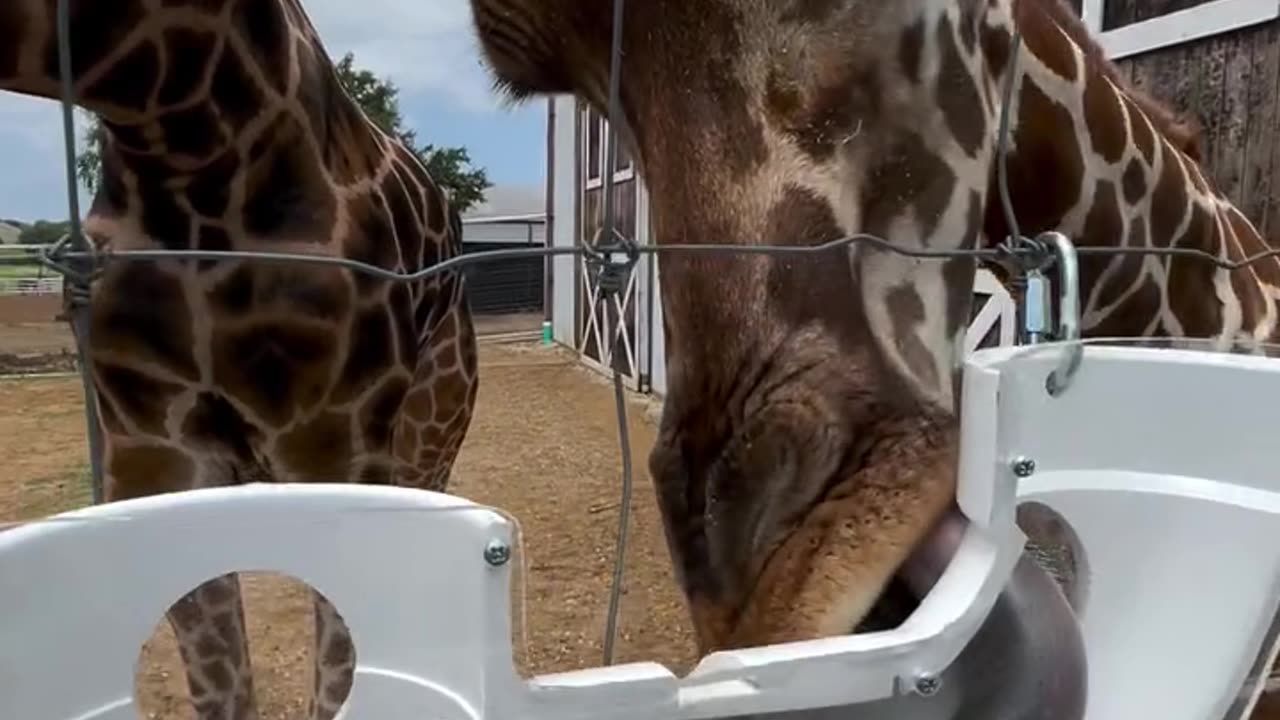 It’s Tongue Out Tuesday and Sophie and Gerald love their enrichment items