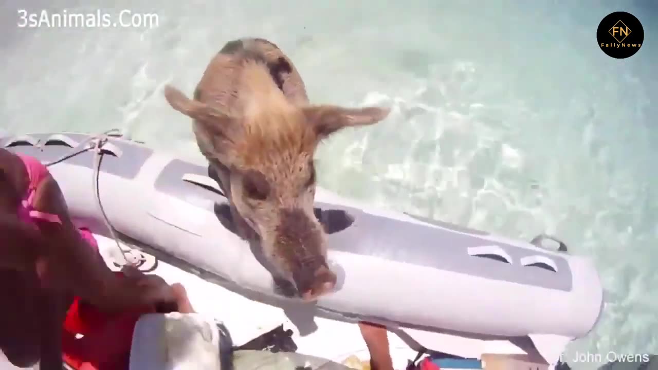 Tiervideo